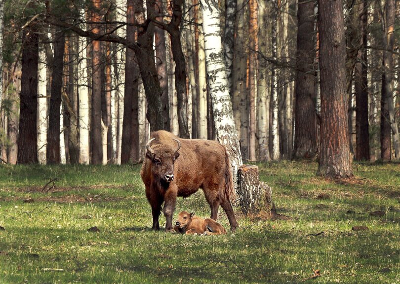 Окский биосферный заповедник