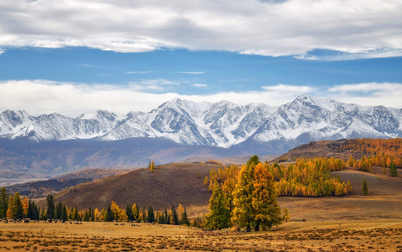 Курайская степь