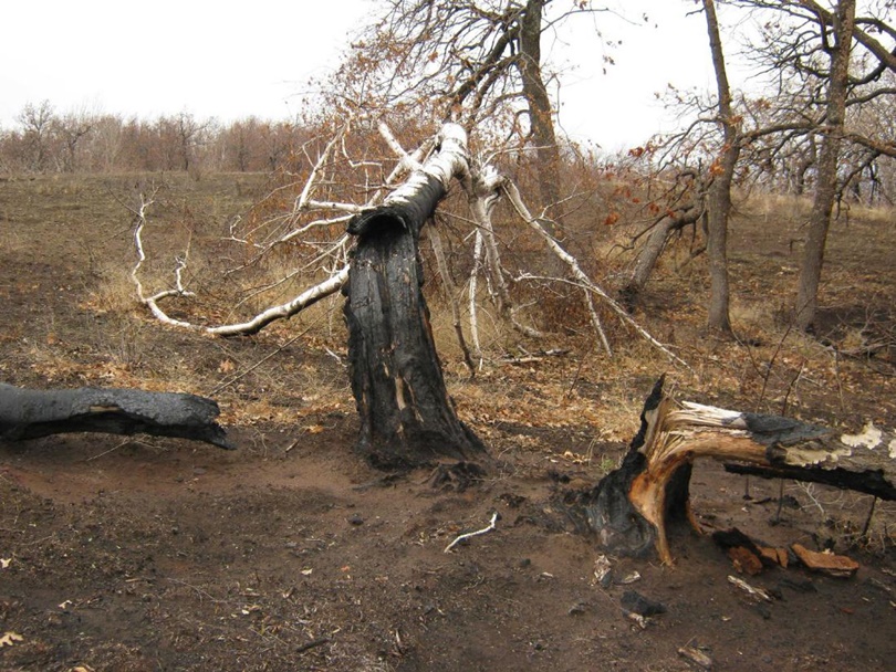 Медведицкая гряда (Волгоградская область)