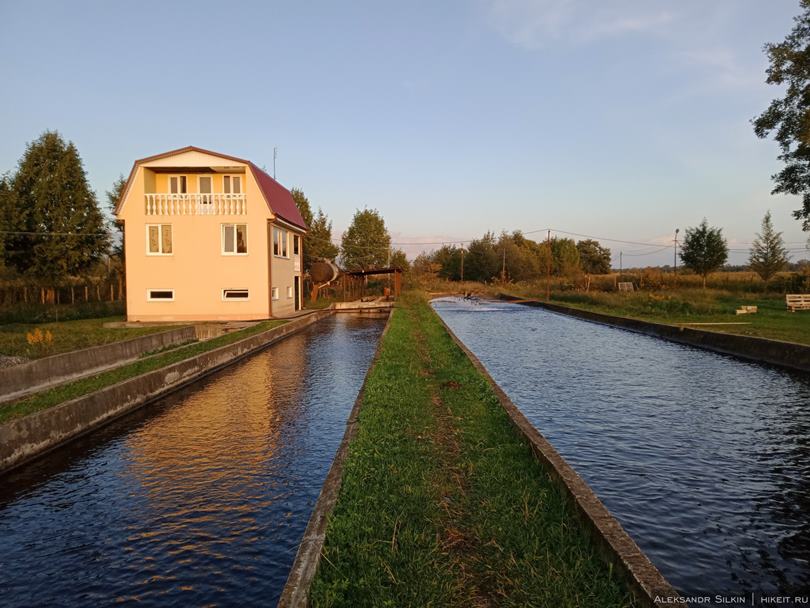 Какая рыба водится в прудах